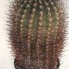 neoportaria_nidus